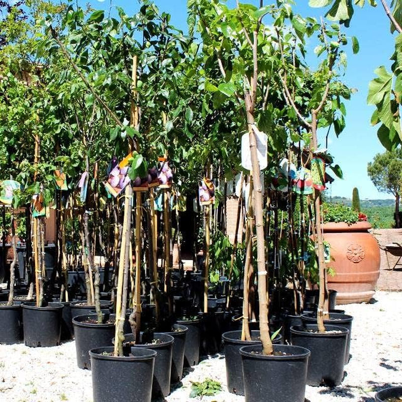 Shiro-Pflaumen Tropfen Gold -Obstpflanze Alte Frucht Auf Blumentopf 26 - Baum Max 200 Cm – 4 Jahre Anbau Italien