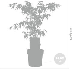 Bloomique - Acer Palmatum Atropurpureum - Japanischer Ahorn - Buntes Laub - Gartenpflanzen - Winterhart - 50-70 Cm Hoch - Topf 19 Cm