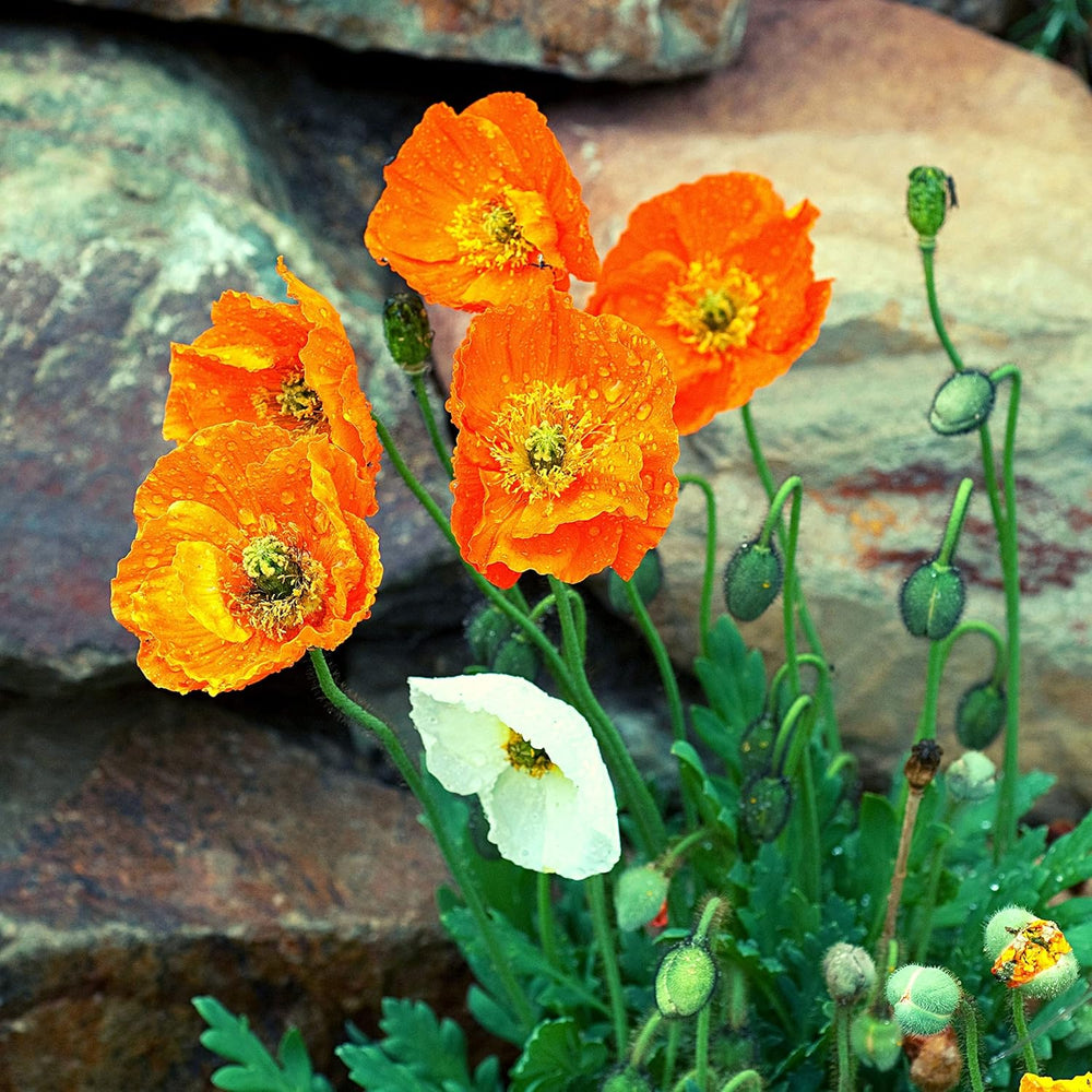 Iceland Poppy Seed Mix (Papaver nudicaule) - Beautiful flowering poppies with a long flowering period for a colorful flower meadow (Iceland Poppy)