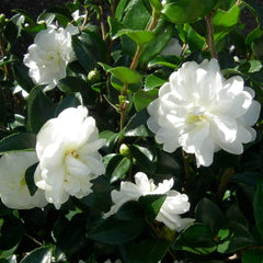 Set of 3 Camellia Gardeners Dream (Red, White & Pink) - Hardy Evergreen Flowering Shrubs - Hardy Garden Plants - Hardy Balcony Plants - Hardy Pot Plants