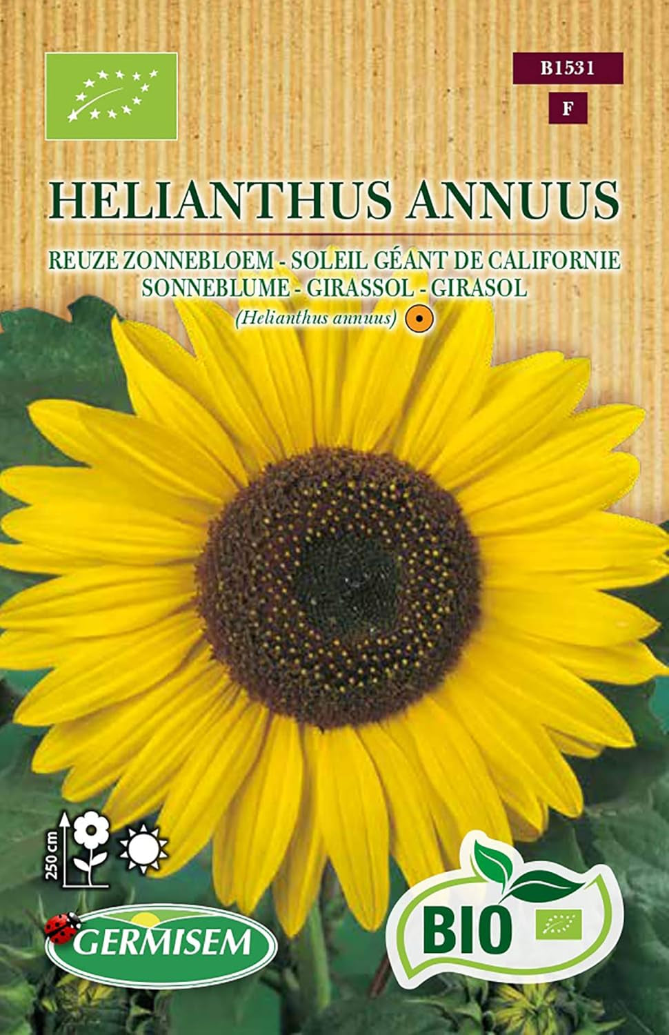 Sonneblume HELIANTHUS ANNUUS, ECBIO1531