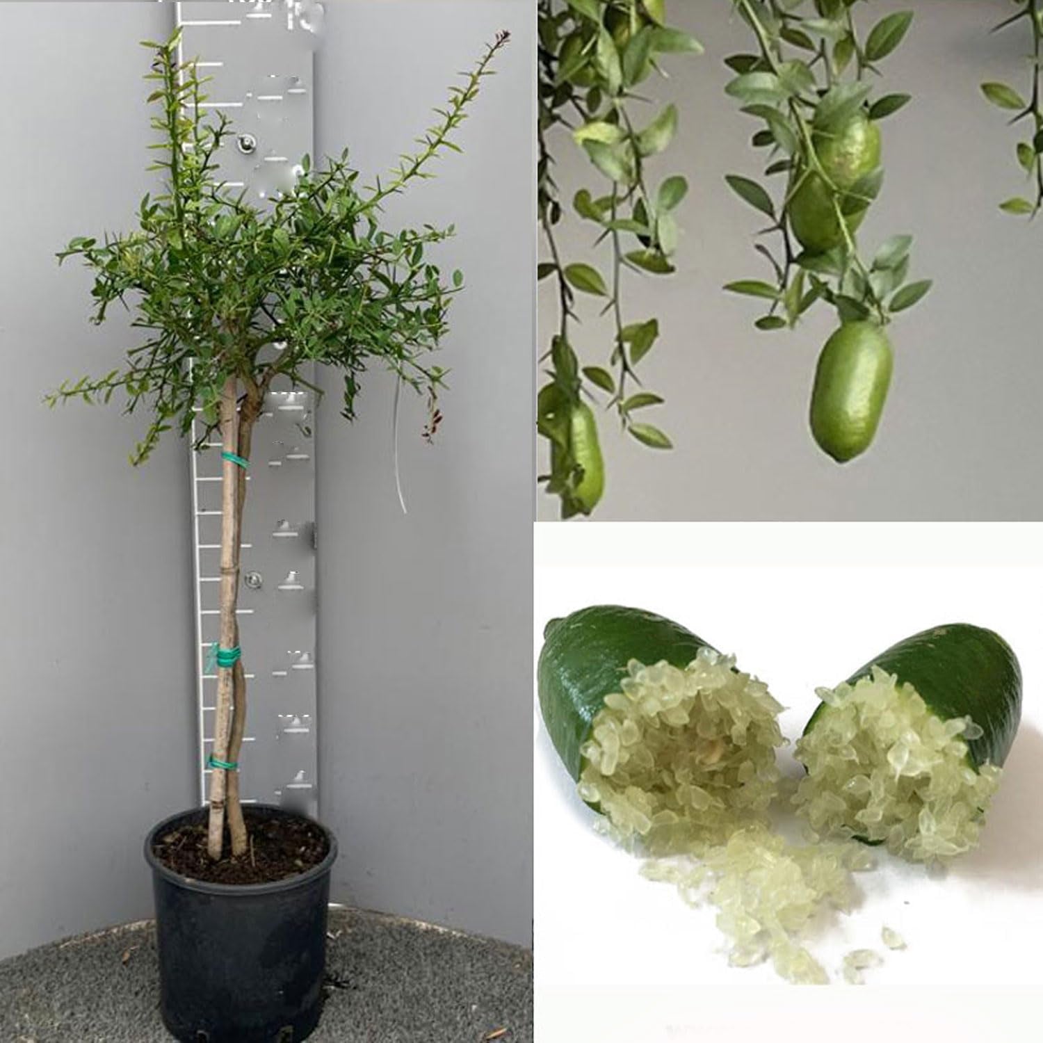 SAVINI VIVAI Zitronenpflanze, Grüner Kaviar, Faustrime, Zitrusbaum, Fingerlimette, Zitronensetzling Im Topf, 20 Cm, Höhe 50–70 Cm, 2 Jahre Veredelung, Hergestellt in Italien