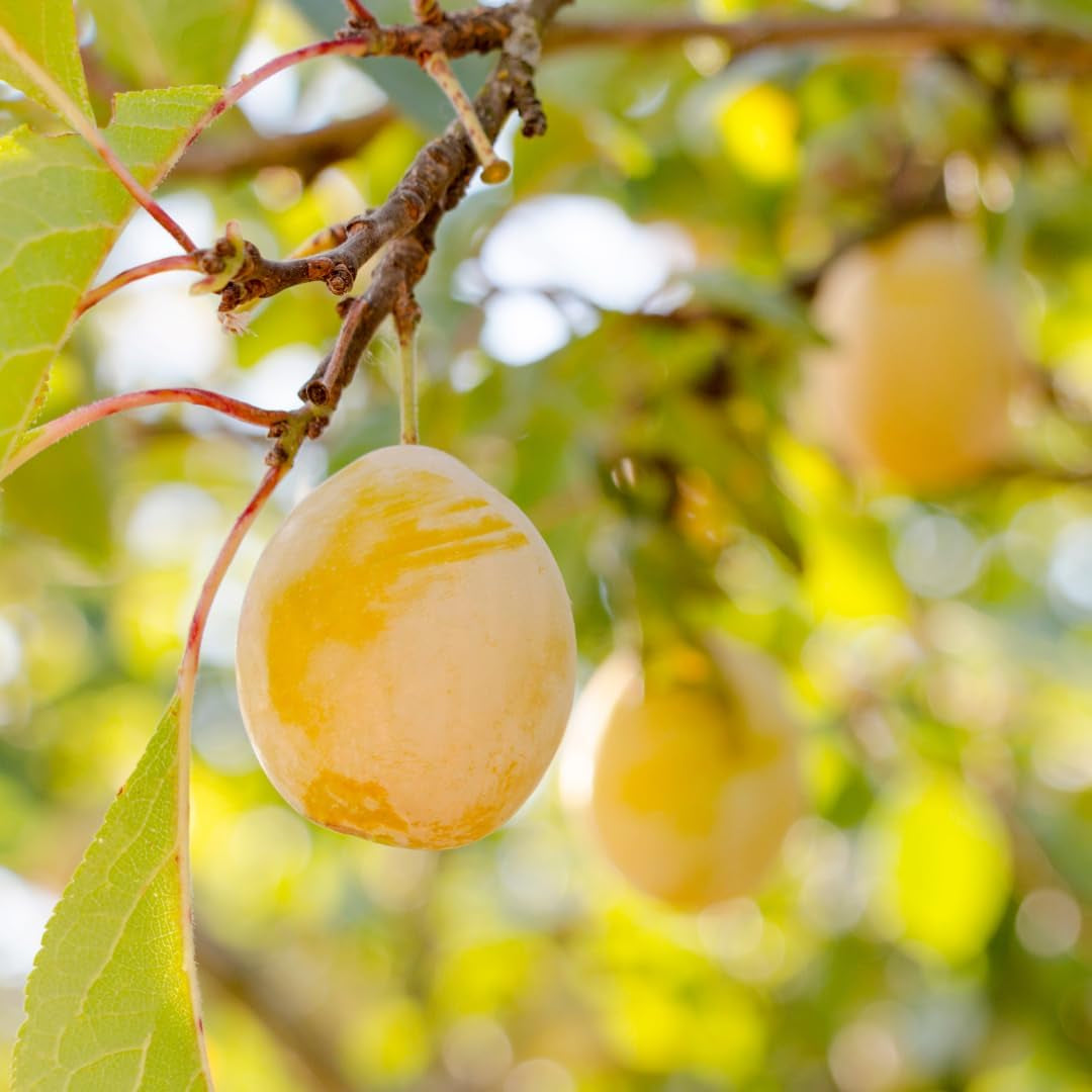 Regina Pflaumen Claudia Gialla - Obstpflanze Alte Frucht Auf Blumentopf 20 - Baum Max 170 Cm – 2 Jahre Anbau Italien