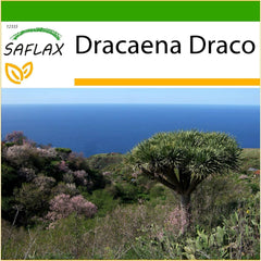 SAFLAX - Drachenbaum - 5 Samen - Mit Keimfreiem Anzuchtsubstrat - Dracaena Draco