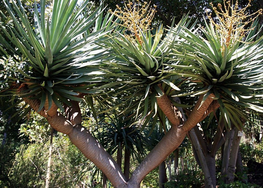 SAFLAX - Drachenbaum - 5 Samen - Mit Keimfreiem Anzuchtsubstrat - Dracaena Draco