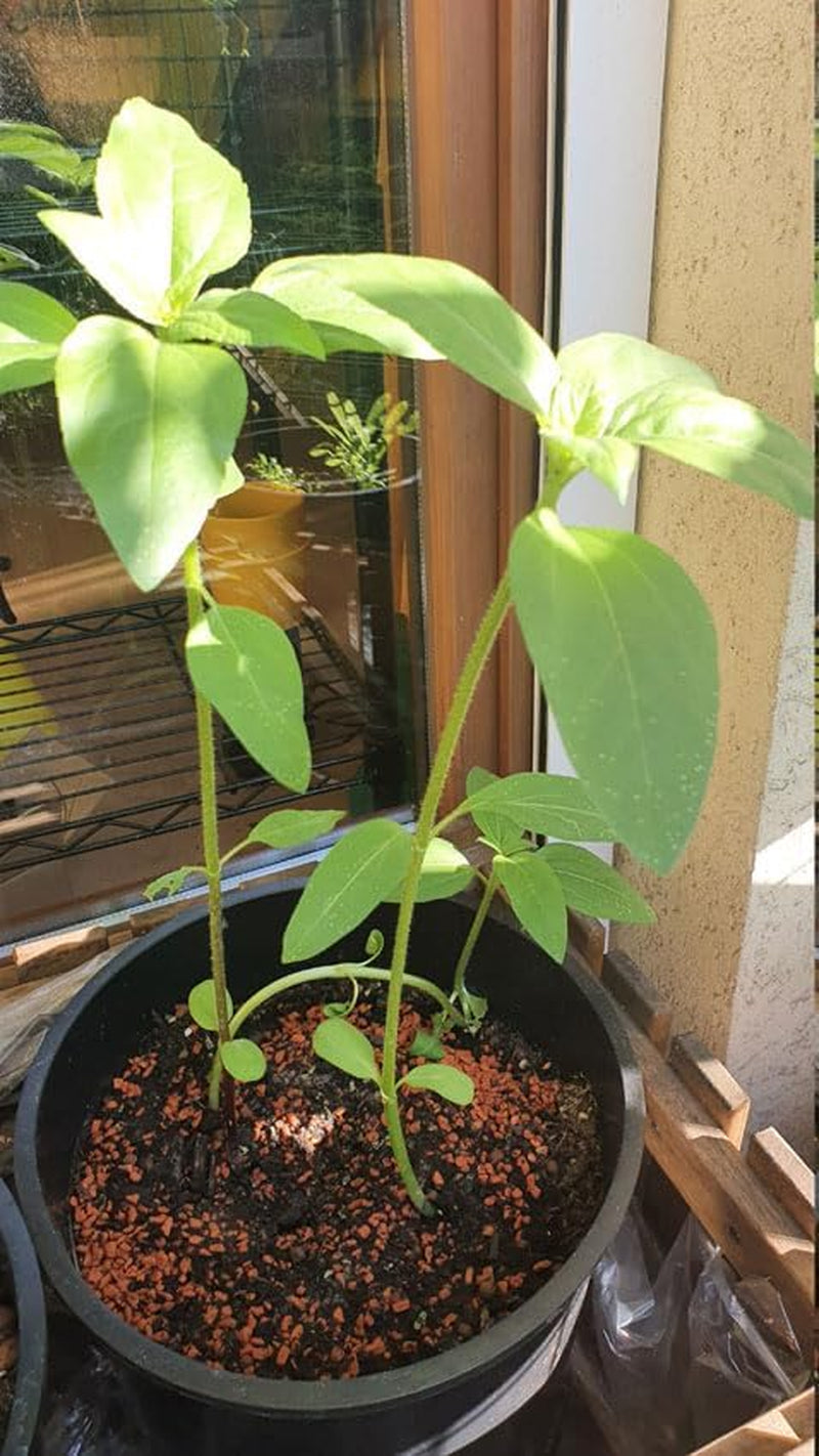 Plant Grow Gift Kit - Sunflower Sunset, including pots, substrate and growing instructions