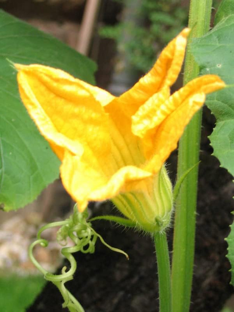 Hokkaido-Kürbis 'Red Kuri' (Cucurbita Maxima) Bio - Ca. 5 Samen
