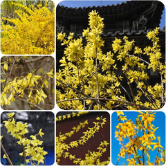 Forsythiesamen - Garten Winterhart, Topfpflanzen Für Draußen Alte Sorten 250Pcs