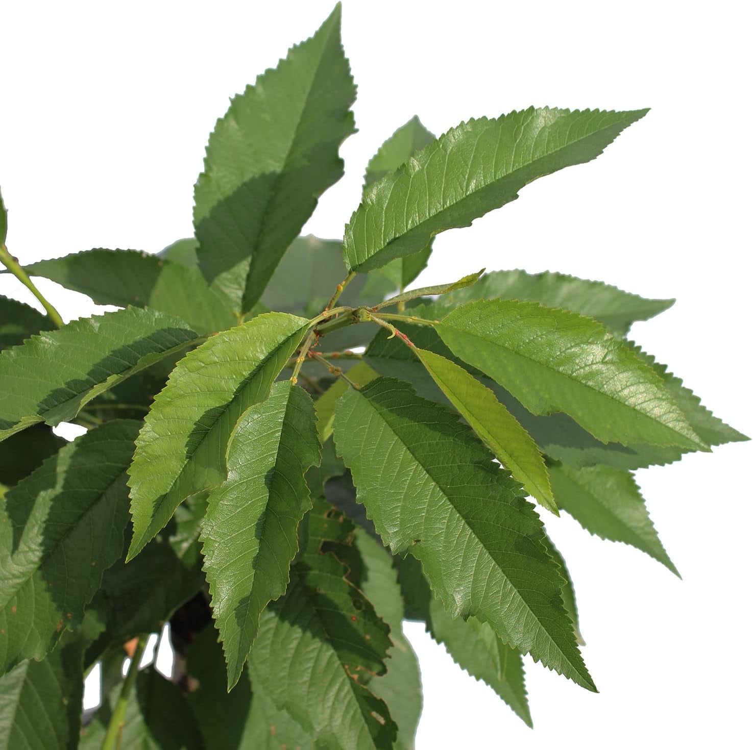 KENTIS - Garden Bing Zwergkirschenpflanze - Echte Pflanzen Für Den Außenbereich - Kleiner Obstbaum Für Den Kirschgarten - Kulturtopf Ø 24 Cm