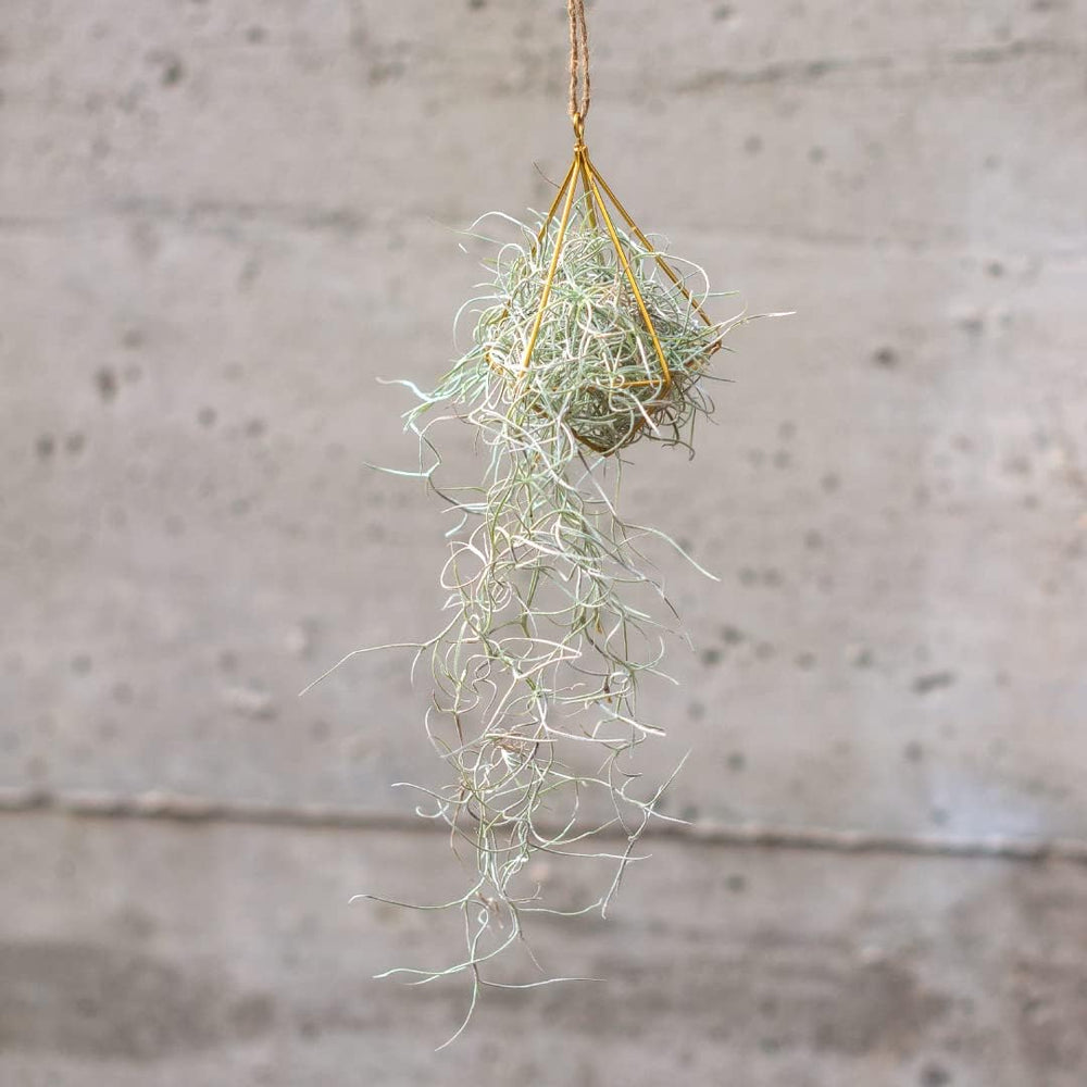 Air Plant Tillandsien Usneoides - Feenhaar Weiß - Tillandsien Hängend – Hängepflanze – Hängedeko - Luftpflanzen Hängend - Feenhaar Weiß - Pflanze Ohne Erde (1, 20-30 Cm)