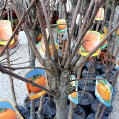 Kakibaum — Vainiglia Vaniglia — Obstpflanze Im Topf Ø 24-26 Cm — Max. Höhe 170-180 — 4 Jahre Alt