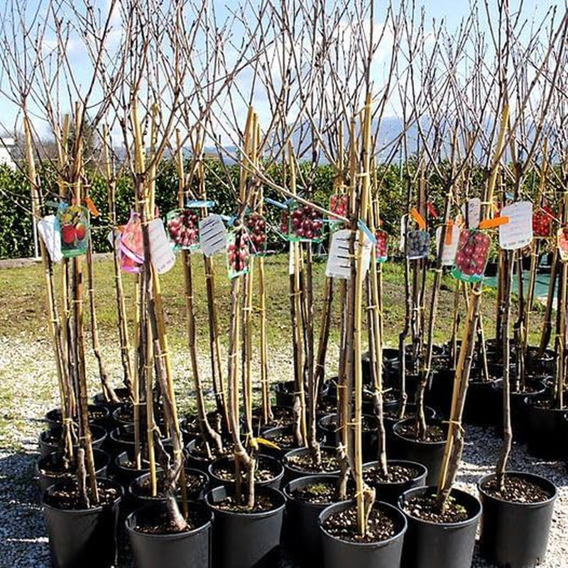 Sauerkirschbaum Amarena Montmorency – Obstpflanze Im Topf Ø 20 Cm, Höhe 150–170 Cm, Alter: 2 Jahre – Italienische Baumschule