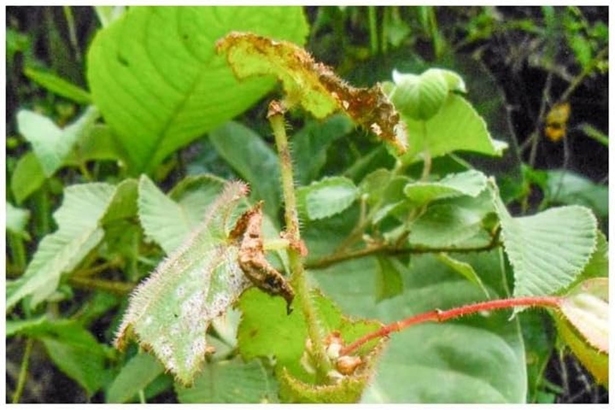 Stk - 10X Begonia Ignea Ziersträucher Garten Pflanzen - Samen ID340 -