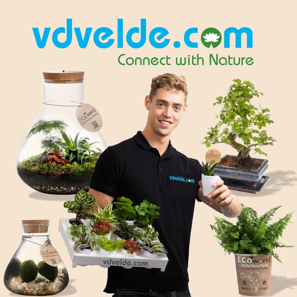 Vdvelde.Com - Mini Plants 10-10 Farne Und Zimmerpflanzen - Ø 6 Cm ↥ Ca. 10 Cm - Ohne Töpfe