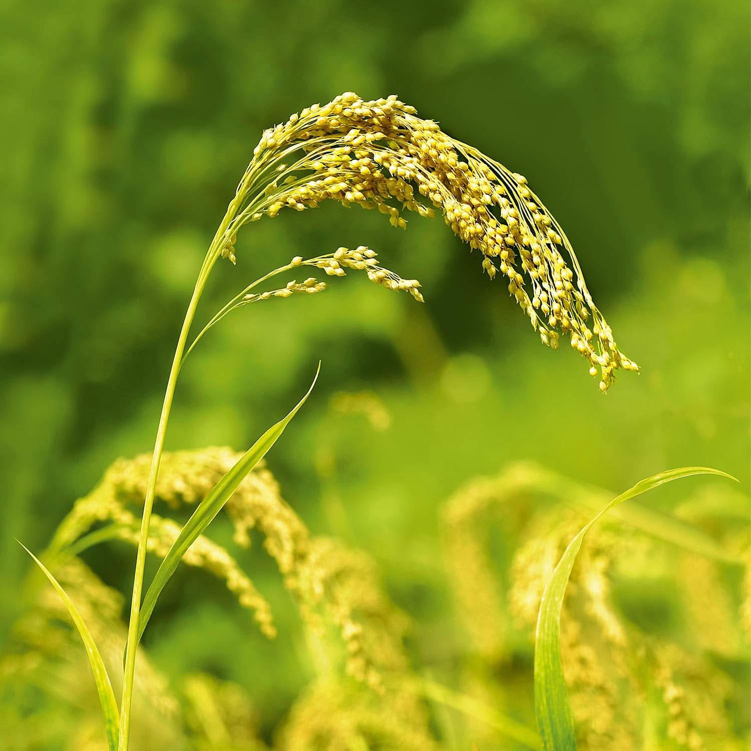 WELEDA Organic Millet Care Shampoo, delicate cleansing, 190 ml Shower and bath Naty Shop