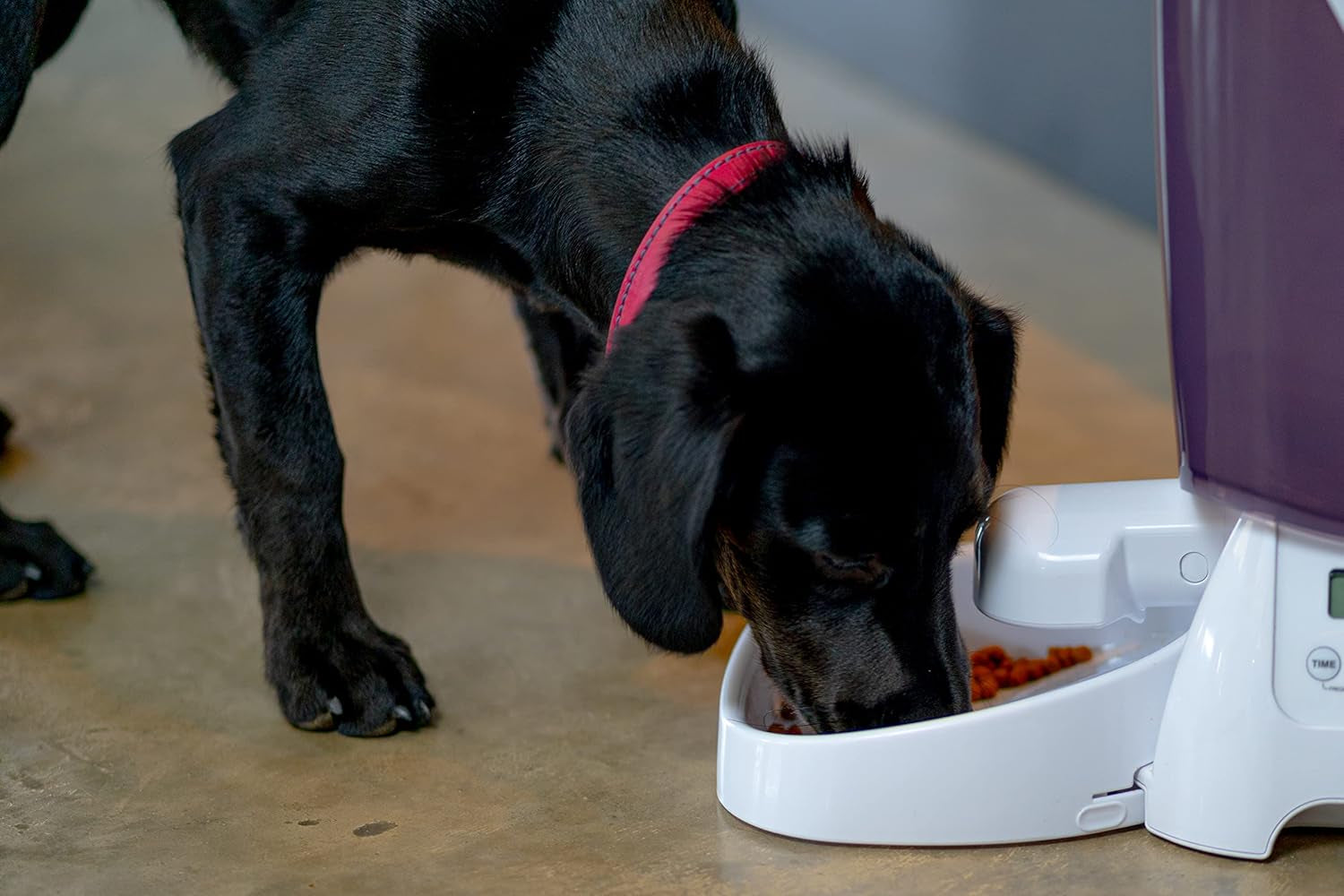 Automat für Trockenfutter L: 21.1 cm W: 21.1 cm H: 36.8 cm 3 kg 905 g