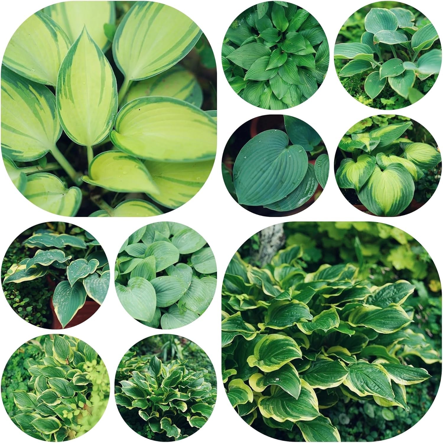 Funkienhostasamen, Winterhart Kaufen, Mehrjährig Winterhart Balkon 100Pcs