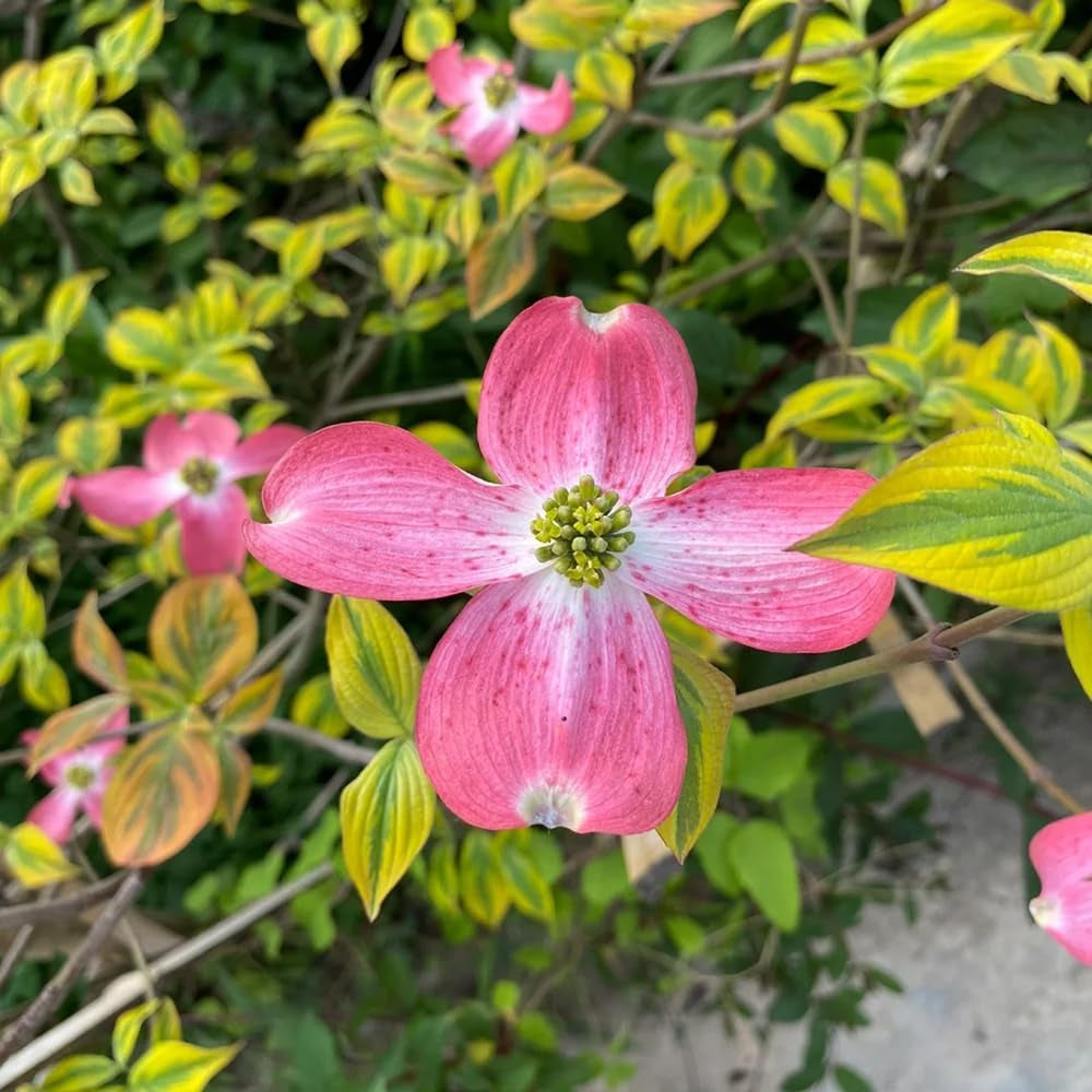 Cornus Kousa, Wildblumensamen Mehrjährig Winterhart Hartriegel, Blumensamen Balkon Alte Sorten Exotische 450Samen