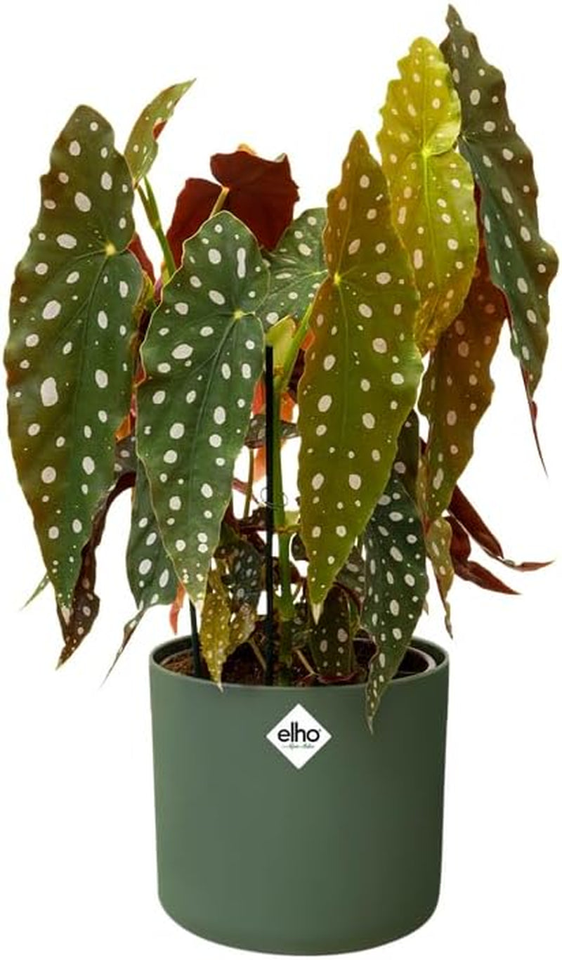 elho B.for Soft Round 14 - Ghiveci de flori de interior - Plastic 100% reciclat - Ø 13,8 x H 12,5 cm - Verde/Verde frunză