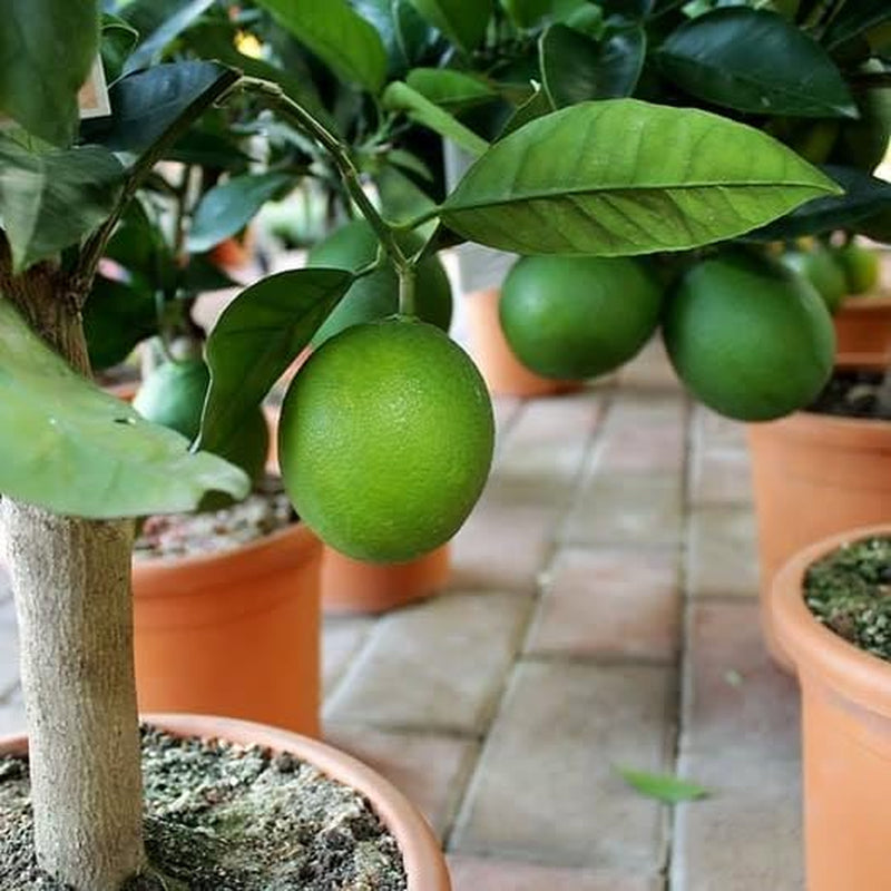 Clementine Zitrusfrüchte - Citrus Clementina - Obstpflanze Auf Blumentopf 22 - Baum Max 70 Cm - Anbau Italien