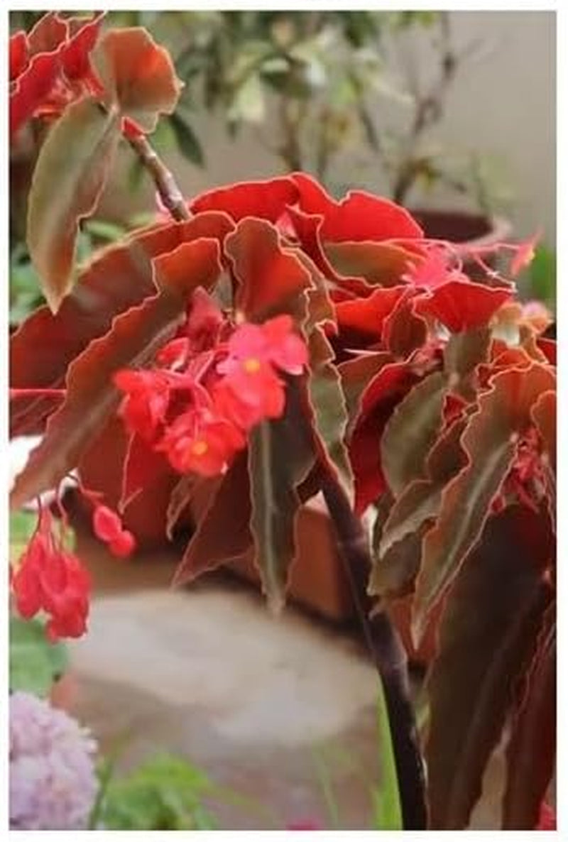 Stk - 10X Begonia Coccinea Ziersträucher Garten Pflanzen - Samen ID331 -