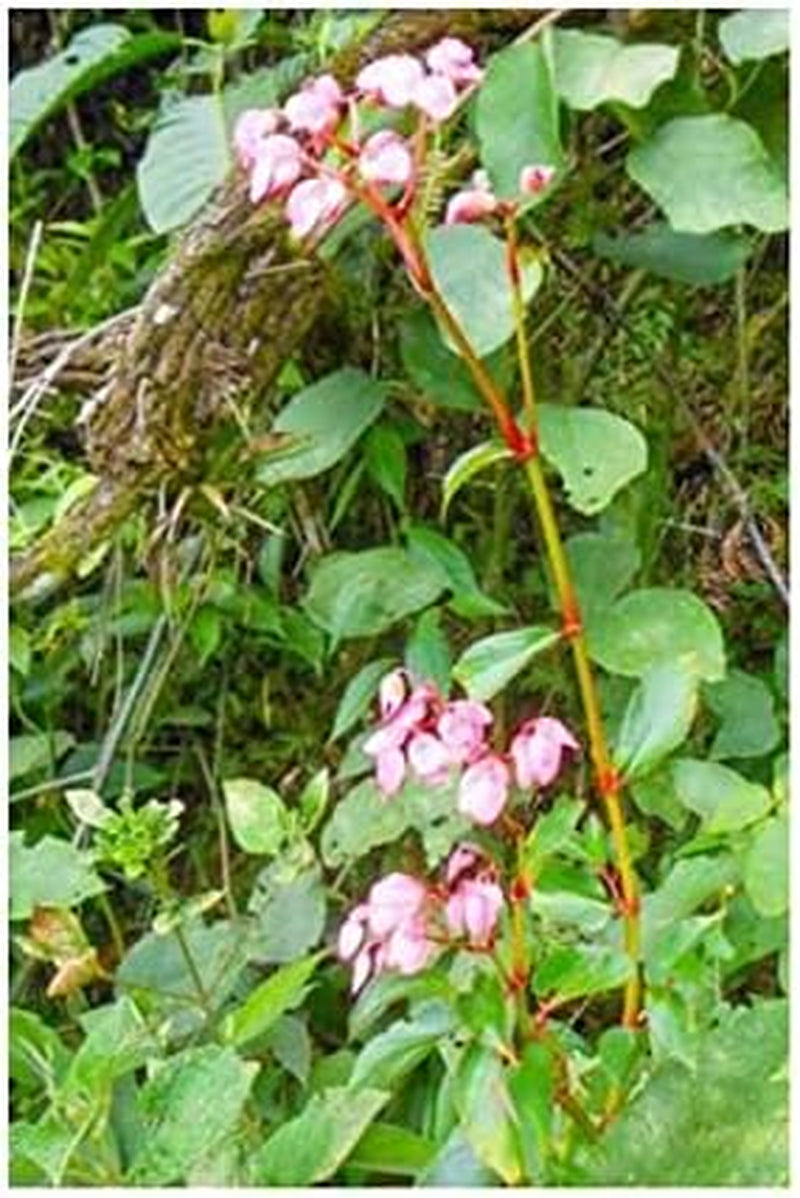 Stk - 10X Begonia Fischeri Ziersträucher Garten Pflanzen - Samen ID333 -