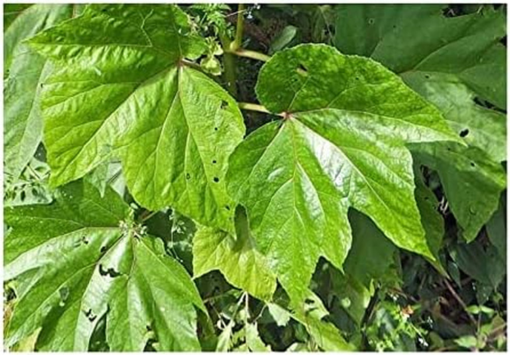 Stk - 10X Begonia Parviflora Baumbegonie Ziersträucher Garten Pflanzen - Samen ID344 -