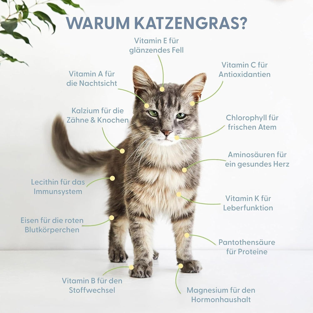 The Cat Ladies 3Er Set Katzengras Samen - Gras Anzuchtset Für Katzen - Gras Zum Fressen Für Die Katze - 3X Katzengrassamen Set - Katzengras Für Balkon Und Wohnung