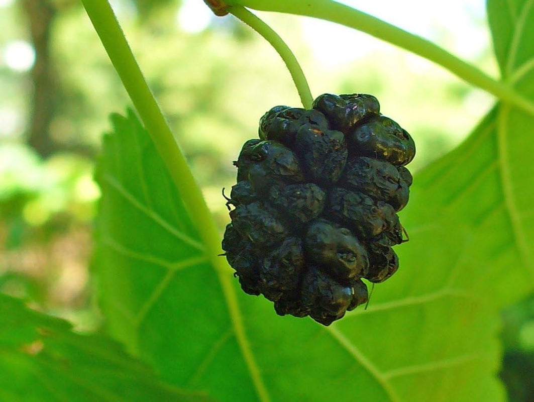 SAFLAX - Garden in the Bag - Schwarzer Maulbeerbaum - 200 Samen - Mit Anzuchtsubstrat Im Praktischen, Selbst Aufstellenden Beutel - Morus Nigra