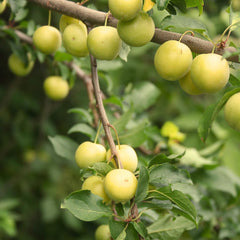 Pflaumen Son Gold - Obstpflanze Auf Blumentopf 20 - Baum Max 170 Cm – 2 Jahre Anbau Italien