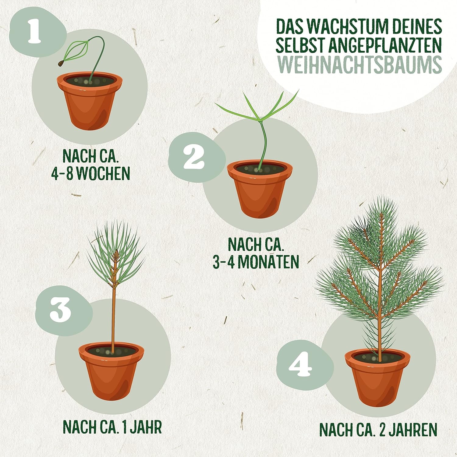 Weihnachtsbaum Anzucht Set I Tolle Geschenk-Idee, Wichtelgeschenke Weihnachten, Nikolausgeschenke Und Garten Geschenke I Weihnachtsbaum Aus Der Dose (Blaufichte 3)