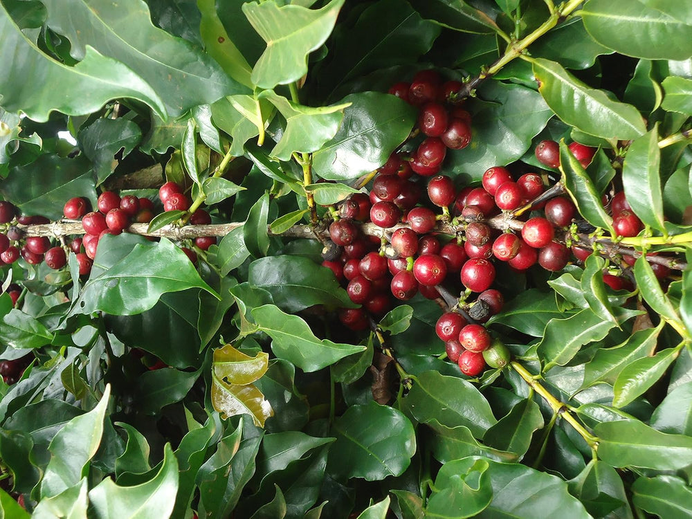 Äthiopien Arabica Kaffeebohnen – Natürliche Röstung – Premium 100 % Arabica – 500 g – Frischer Kaffee von höchster Qualität – ideal für Espresso oder Filter