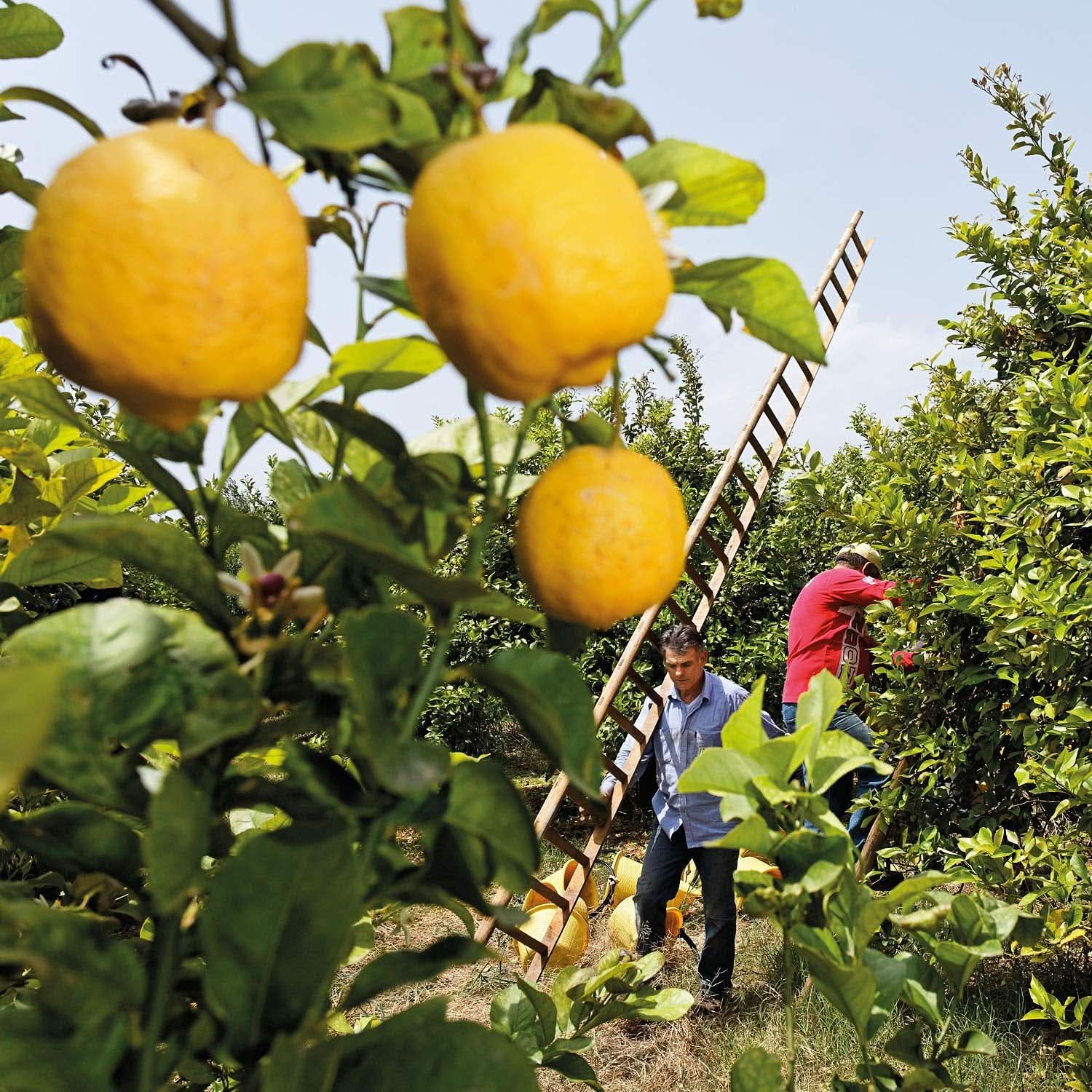 WELEDA Organic Refresh Shower Gel Vegan, gel de duș unisex, aromă de lămâie / portocală, 200 ml Naty Shop