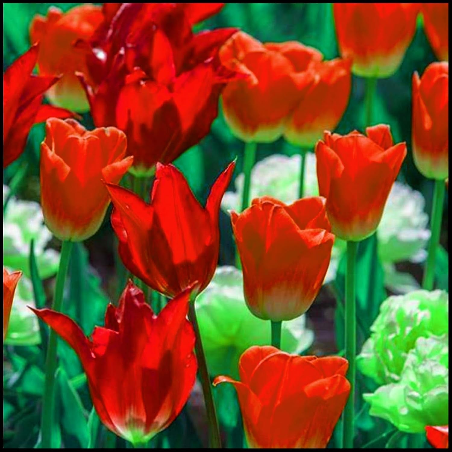 Flower Bulb Mix, Mystery Magic Bulb, Hardy Planting, Winter Hardy Perennial Flower Bulb, Hardy Bulbs - 3 Orchid Bulbs