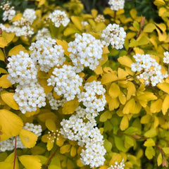 Spiraea, Spiraea Salicifolia, Winterharte Für Garten Sträucher Blumensamen Gastgeschenk Winterfeste Für Balkon Gartenarbeit Geschenk Gartenpflanzen 80Samen