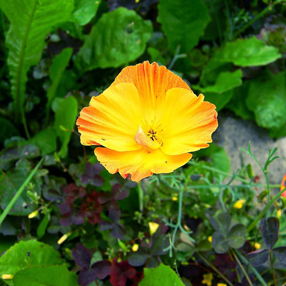 California Poppy Seed Mix (Eschscholzia californica) - Beautiful flowering poppies with a long flowering period for a colorful flower meadow (California Poppy)