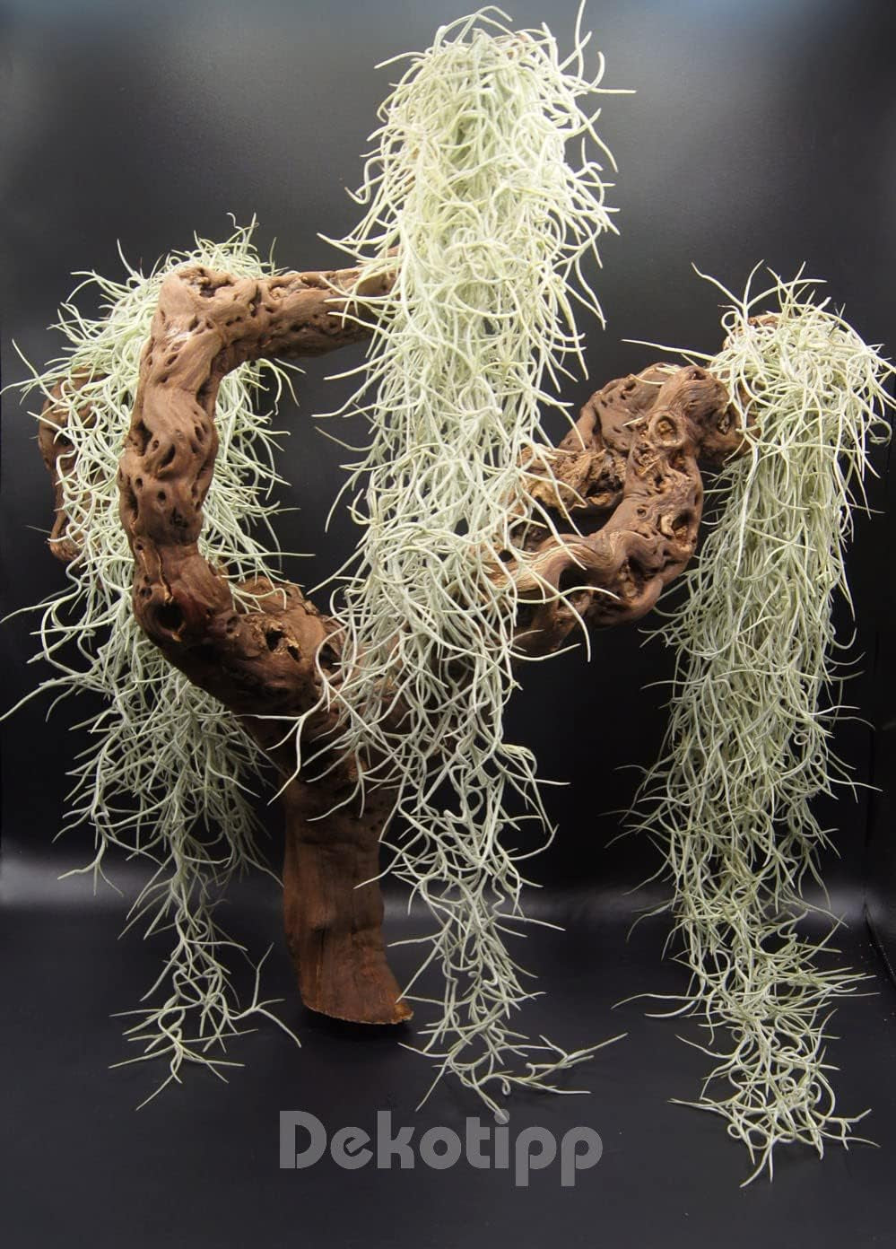 Tillandsien 3Er Set Tillandsia Usneoides, Bromeliengewächs