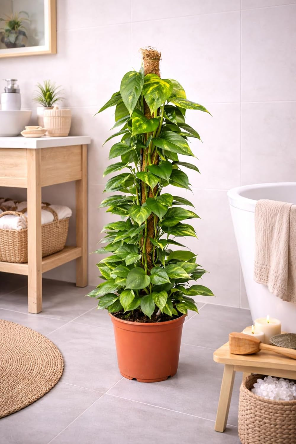 Efeutute (Epipremnum Aureum) Am Moosstab – Große, Pflegeleichte, Luftreinigende Zimmerpflanze Im Topf Ø 24 Cm, Höhe Ca. 120 Cm