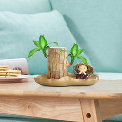 Brasilianische Holzpflanze, Lucky Bamboos-Pflanzen Für Den Innenbereich, Hydroponischer Lucky Bamboos-Topf Mit Keramikschale Zur Reinigung Der Raumluft, Brasilianische Lucky Wood-Pflanze
