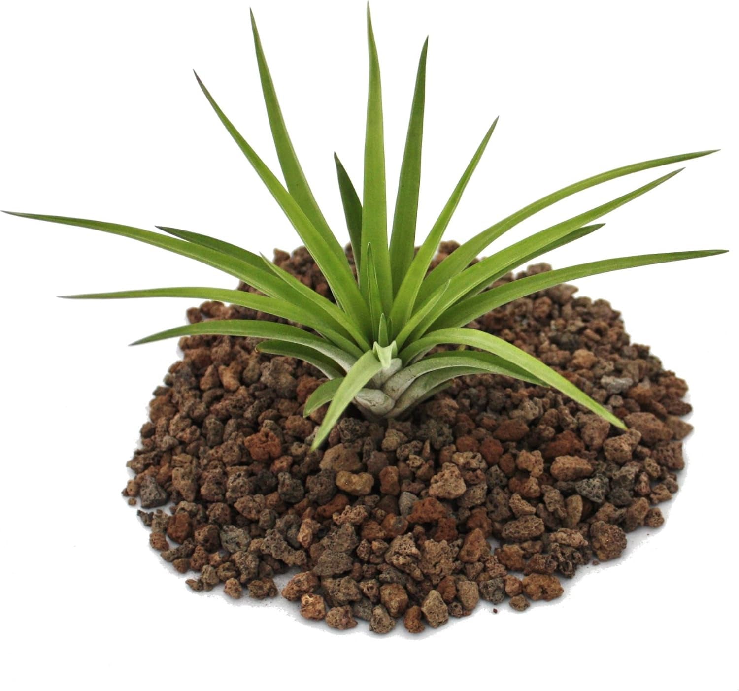 Exotenherz - Tillandsia Seleriana - Lose Pflanze - Extra-Groß