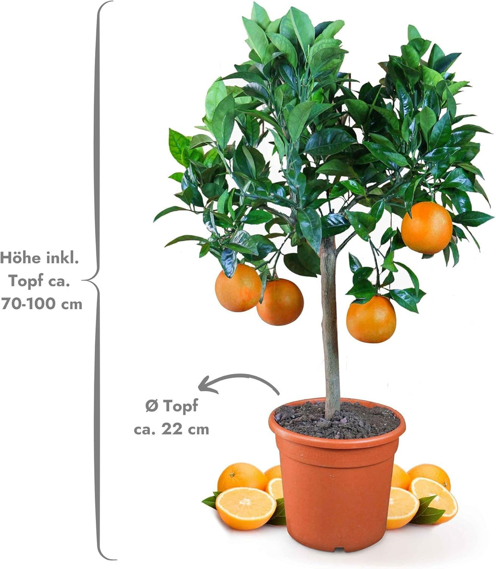 Orange from My Oranjeria - true orange - citrus plant - Citrus sinensis - Orange - grafted orange for gardeners (Mezzo [M])