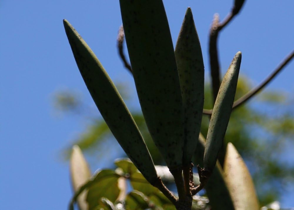 SAFLAX - Afrikanischer Tulpenbaum - 30 Samen - Spathodea Campanulata