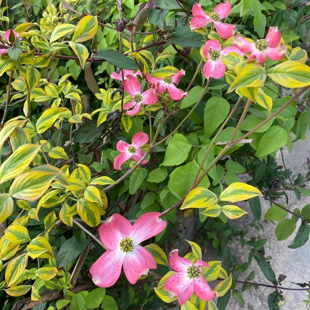 Cornus Kousa, Wildblumensamen Mehrjährig Winterhart Hartriegel, Blumensamen Balkon Alte Sorten Exotische 450Samen