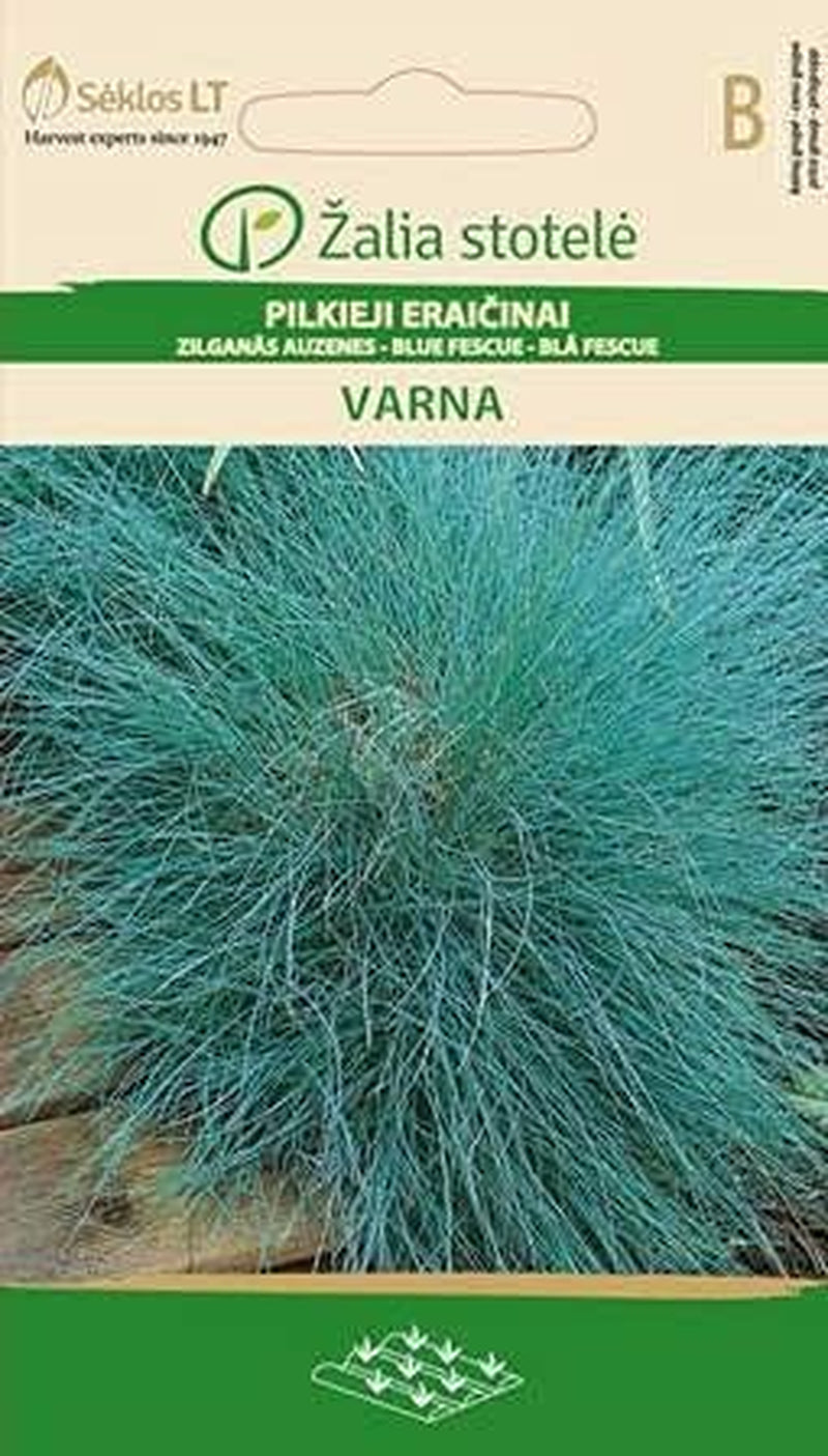 Blue Wings Varna | Flower seeds | Perennial ornamental plant | Decorative flower seeds | Plant seeds | Suitable for Beetum | 1 pack