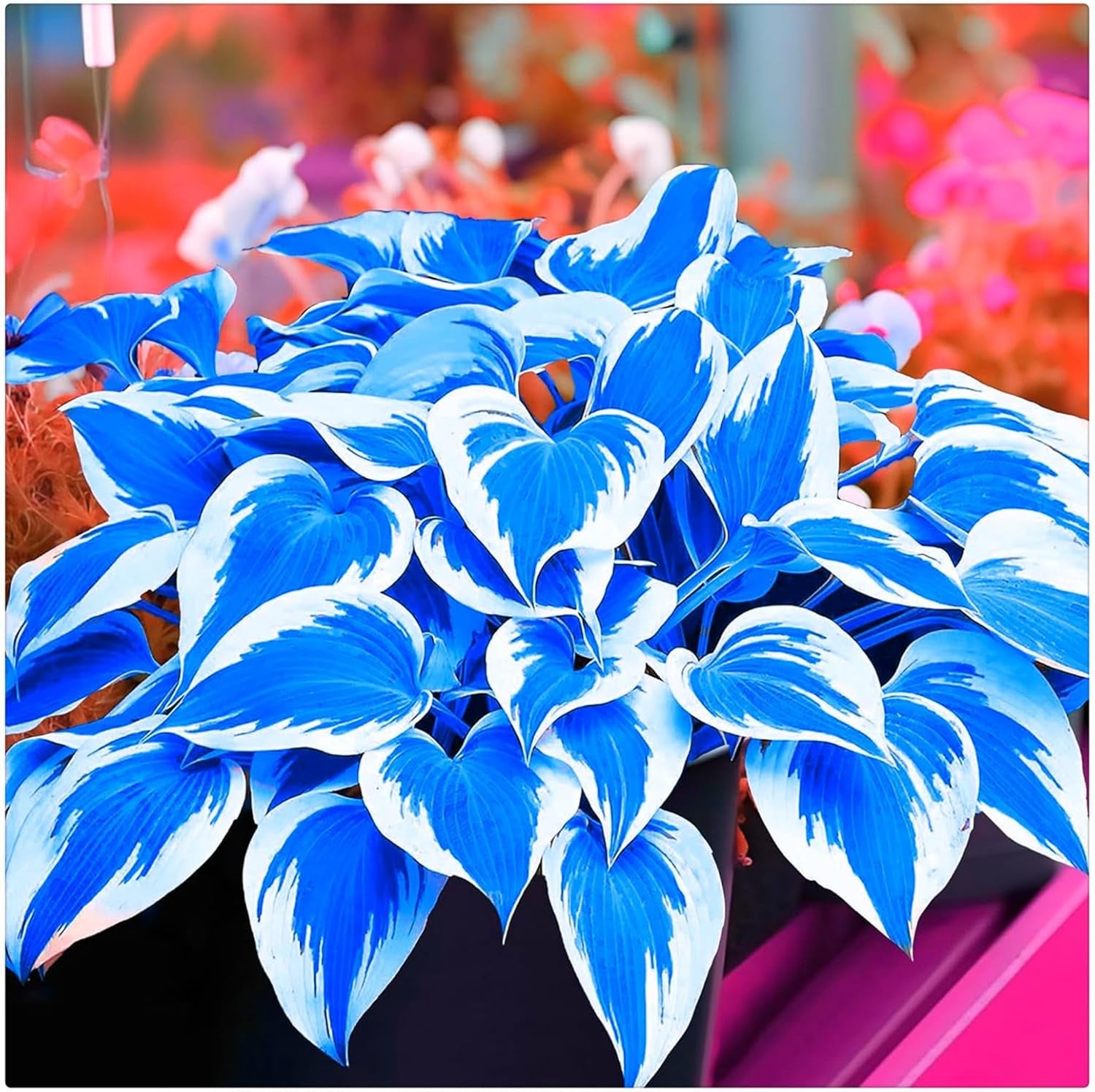 Flower Bulb Mix, Mystery Magic Bulb, Hardy Planting, Winter Hardy Perennial Flower Bulb, Hardy Bulbs - 3 Orchid Bulbs