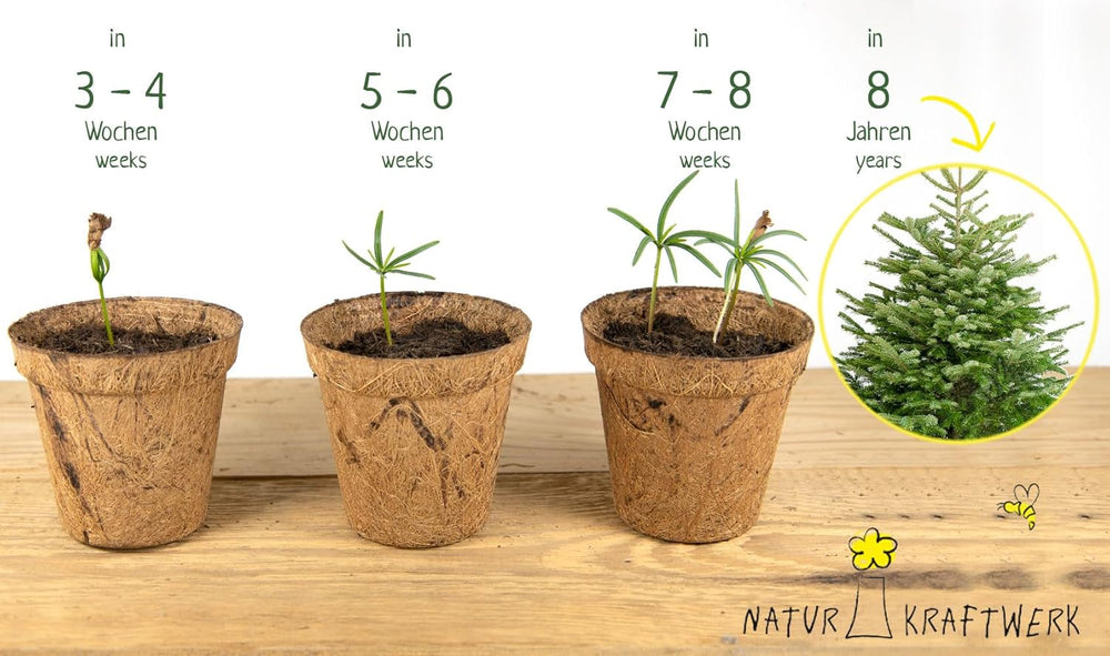 "Dein Christbaum 2033" - Nordmanntannen-Samen Zum Anpflanzen Des Eigenen Weihnachtsbaums in Umweltfreundlicher Graspapiertüte