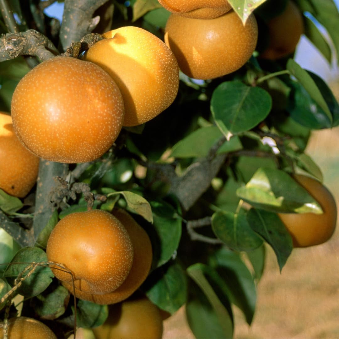 Nashi Kosui- Obstpflanzen Auf Blumentopf Einer Vase Von 20 - Baum Max 170 Cm – 2 Jahre Anbau Italien