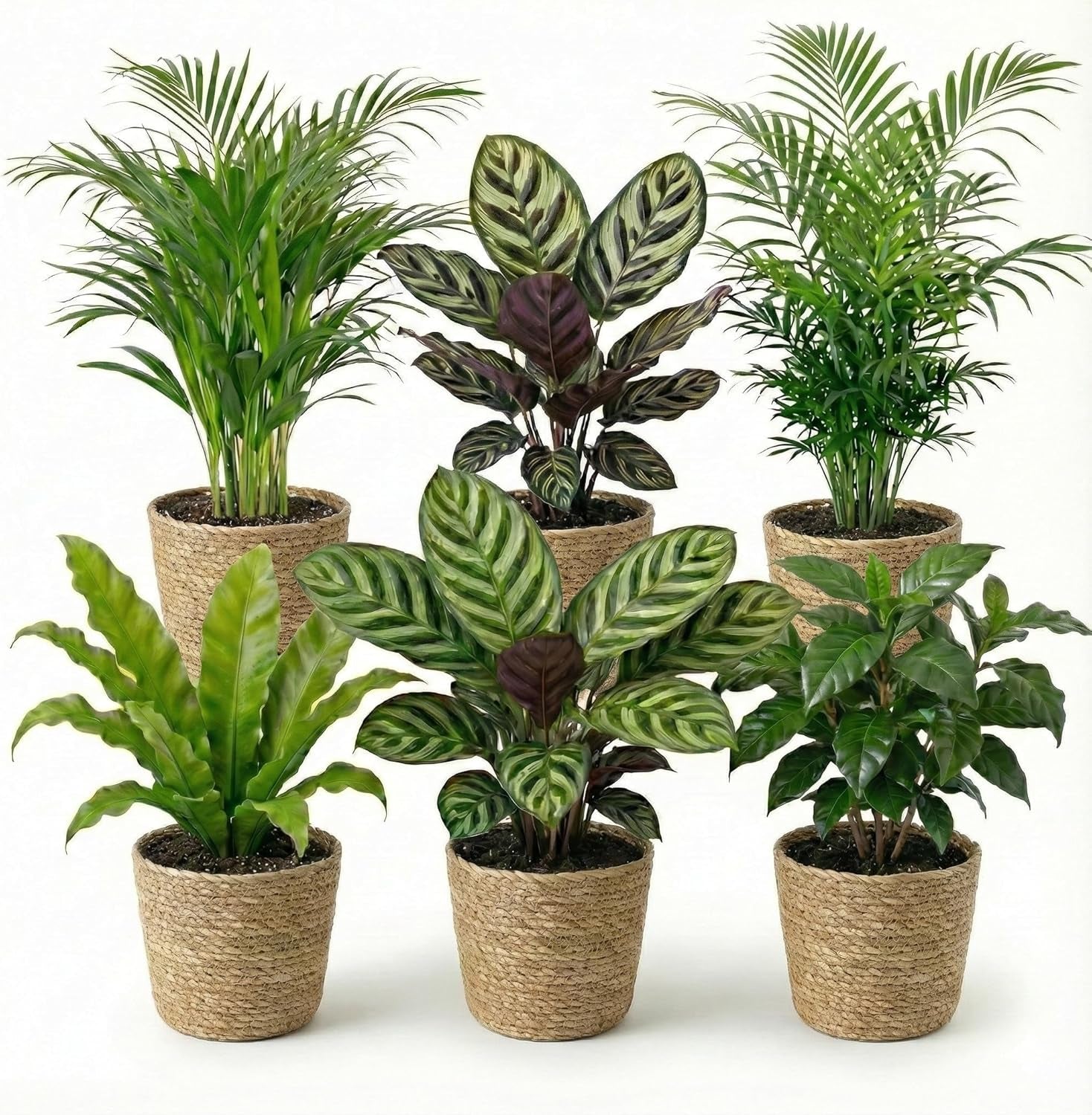 Vdvelde.Com - Luftreinigende Pflanzen 6 - Tierfreundliche Grüne Zimmerpflanzen - Einfacher Und Geringer Lichtbedarf - Ø12 Cm ↥Ca.40 Cm