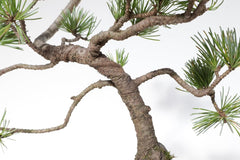 KENTIS - Kiefernbonsai - Pinus Parviflora Pentaphylla - Echter Dekorativer Freilandbonsai - Echte Pflanzen - H 35-45 Cm Topf Ø 17 Cm
