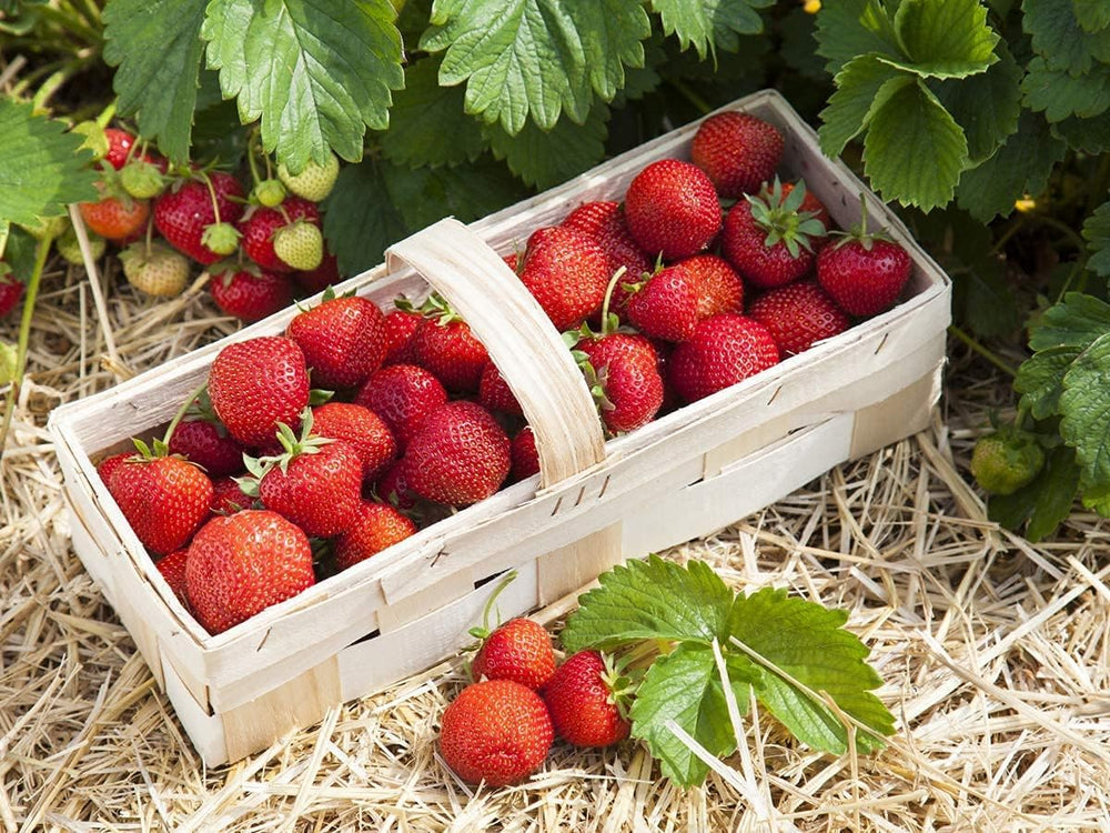 Bio Erdbeerpflanzen Anbau-Set: 40 Gemischte Biologische Erdbeerpflanzen Inkl. Bio Dünger - Sorten: Rumba, Verdi, Malwina, Ostara, Frigo- Erdbeeren Von Erdbeerprofi.De